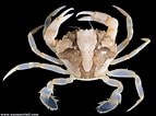 Image result for Eumalacostraca. Size: 143 x 106. Source: www.aquaportail.com