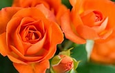 Risultato immagine per Orange Rose Bush. Dimensioni: 167 x 106. Fonte: www.pinterest.com