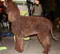 Image result for Irish Water Spaniel. Size: 118 x 106. Source: www.thepetowners.com