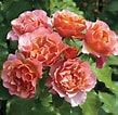 Risultato immagine per Orange Rose Bush. Dimensioni: 109 x 106. Fonte: www.pinterest.com