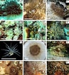 Image result for "bartholomea Lucida". Size: 97 x 106. Source: www.researchgate.net