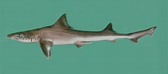Image result for "mustelus Mosis". Size: 240 x 106. Source: shark-references.com
