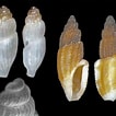 Image result for Typhlomangelia nivalis. Size: 106 x 106. Source: www.researchgate.net