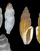 Image result for "typhlomangelia Nivalis". Size: 84 x 106. Source: www.researchgate.net