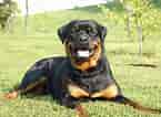 Bildresultat för Rottweiler. Storlek: 145 x 106. Källa: www.spockthedog.com