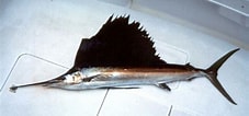 Afbeeldingsresultaten voor Atlantische Zeilvis. Grootte: 227 x 106. Bron: www.abc-sportvissen.be