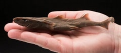 Afbeeldingsresultaten voor Panamaspookkathaai Anatomie. Grootte: 239 x 106. Bron: www.dierenfun.com