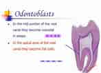 Cell Lines in Dental pulp ପାଇଁ ପ୍ରତିଛବି ଫଳାଫଳ. ଆକାର: 147 x 106। ଉତ୍ସ: www.slideserve.com