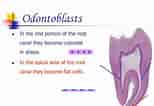 Cell Lines in Dental pulp-साठीचा प्रतिमा निकाल. आकार: 154 x 106. स्रोत: www.slideserve.com