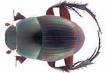 Image result for "microdeutopus Anomalus". Size: 155 x 106. Source: kaefer-der-welt.de