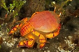 Image result for Ranina Ranina Spanner Crab. Size: 161 x 106. Source: fleetham.photoshelter.com