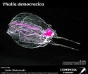 Image result for "thalia Democratica". Size: 125 x 106. Source: www.st.nmfs.noaa.gov