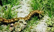 Image result for Synapta maculata Stam. Size: 176 x 106. Source: www.researchgate.net