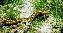 Image result for Synapta maculata Geslacht. Size: 202 x 106. Source: www.researchgate.net