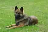 Image result for Belgisk hyrdehund. Size: 158 x 106. Source: www.hundegalleri.dk
