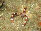 Image result for Stenopus hispidus Habitat. Size: 139 x 106. Source: bioobs.fr