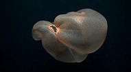 Image result for Deepstaria enigmatica Anatomie. Size: 191 x 106. Source: deperublog.blogspot.com