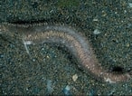 Image result for "leptopentacta Elongata". Size: 146 x 106. Source: reproductive17.weebly.com