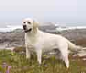 Billedresultat for Labrador Retriever. størrelse: 125 x 106. Kilde: wallpapersdsc.net