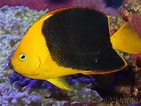 Image result for "holacanthus Tricolor". Size: 141 x 106. Source: www.recifathome.com