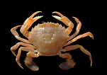 Image result for "liocarcinus Holsatus". Size: 151 x 106. Source: www.pinterest.co.uk