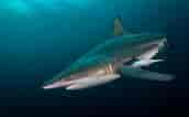 Image result for Black Pit Shark. Size: 172 x 106. Source: ultimatetopics.com