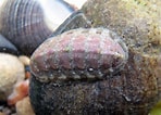 Image result for "tonicella Rubra". Size: 148 x 106. Source: intertidal-novascotia.blogspot.com