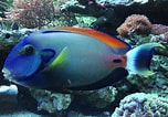 Image result for "panturichthys Fowleri". Size: 152 x 106. Source: www.tankstop.com