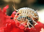 Image result for "gammarus Oceanicus". Size: 146 x 106. Source: www.aquaportail.com