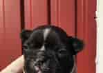 Image result for Fransk bulldog. Size: 149 x 106. Source: www.skk.se