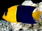 Image result for "holacanthus Tricolor". Size: 142 x 106. Source: wallpapic.es