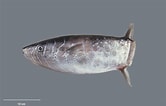 Image result for Ranzania laevis Feiten. Size: 166 x 106. Source: fishesofaustralia.net.au
