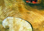 Image result for Agaricia grahamae Geslacht. Size: 149 x 106. Source: reefguide.org