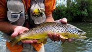 Image result for Brown Trout Fish. Size: 188 x 106. Source: animalcorner.org