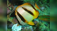 Image result for "chaetodon Hoefleri". Size: 191 x 106. Source: www.reeflex.net