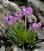 Image result for Typhlomangelia nivalis. Size: 92 x 106. Source: encyclopaedia.alpinegardensociety.net