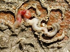 Image result for "amphitritides Gracilis". Size: 142 x 106. Source: www.aphotomarine.com
