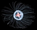 Image result for Turritopsis dohrnii Roofdieren. Size: 130 x 106. Source: alchetron.com