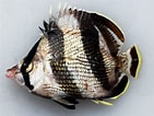 Image result for Chaetodon striatus Feiten. Size: 141 x 106. Source: ncfishes.com