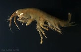 Image result for "gammarus Oceanicus". Size: 164 x 106. Source: www.iopan.gda.pl