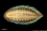 Image result for "petaloproctus Borealis". Size: 159 x 106. Source: museumwales.tumblr.com