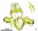 Afbeeldingsresultaten voor "atlanticella Craspedota". Grootte: 132 x 106. Bron: www.researchgate.net