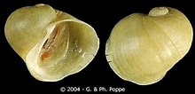 Image result for "lacuna Pallidula". Size: 220 x 106. Source: alchetron.com