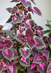 Tamaño de Resultado de imágenes de Purple House Plants.: 74 x 106. Fuente: breathinggarden.com