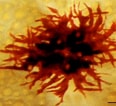 Image result for "chromatonema Rubra". Size: 116 x 106. Source: www.researchgate.net