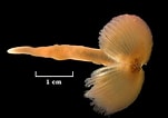 Image result for "myxicola Infundibulum". Size: 151 x 106. Source: researcharchive.calacademy.org