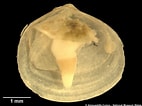 Image result for "diplodonta Rotundata". Size: 142 x 106. Source: naturalhistory.museumwales.ac.uk