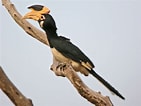 Image result for "procerus Armatus". Size: 141 x 106. Source: www.oiseaux.net
