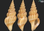 Image result for "comarmondia Gracilis". Size: 149 x 106. Source: allspira.com