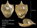 Image result for "cavolinia tridentata Danae". Size: 141 x 106. Source: www.marinespecies.org